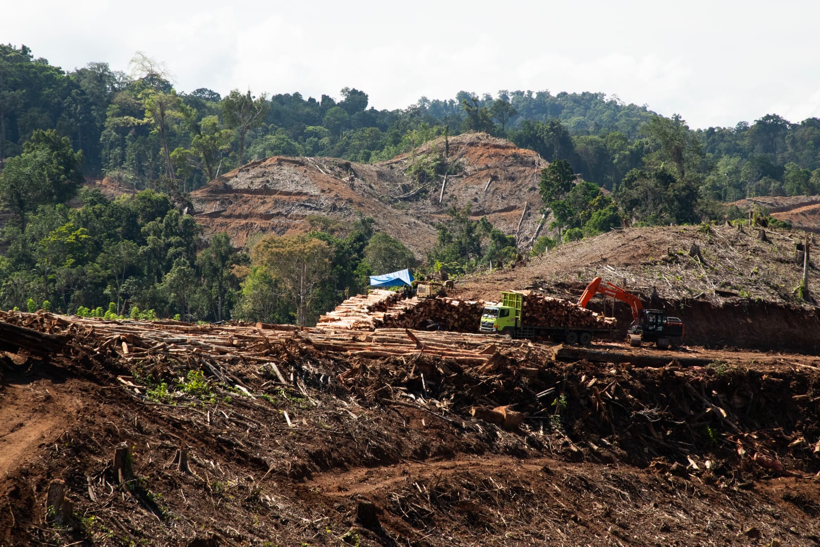 Hutan di Kabupaten Pohuwato, Gorontalo yang Dijadikan Usaha Wood Pellet oleh Sejumlah Perusahaan.foto: FWI