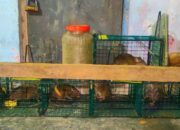 Waspada! Tak Hanya Manusia, Virus Leptospirosis Bisa Menular Pada Hewan Ternak