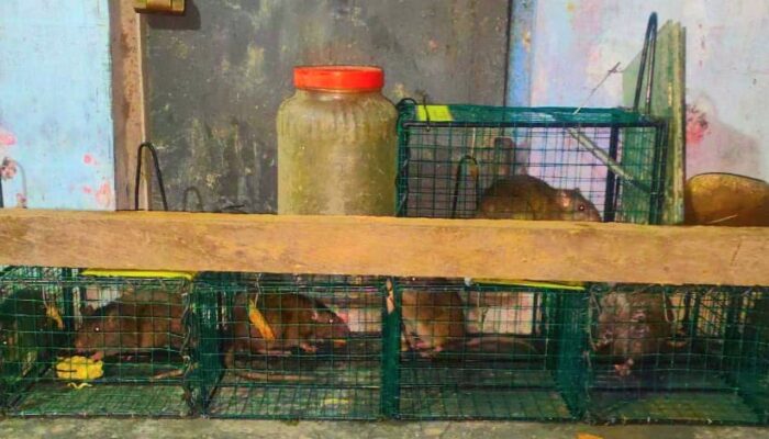 Waspada! Tak Hanya Manusia, Virus Leptospirosis Bisa Menular Pada Hewan Ternak