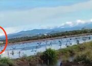 Terekam Detik-detik Pesawat Jatuh di Gorontalo, Warga Teriak Minta Tolong
