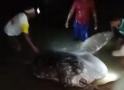 Ikan Raksasa Terdampar di Pantai Pohe Jenis Ikan Purba