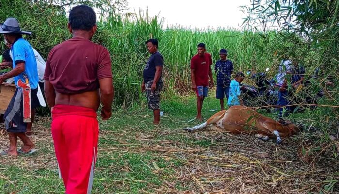 4 Sapi di Desa Mustika Boalemo Diduga Diracun, 2 Ekor Mati