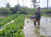 Banjir Terjang Kebun Sayur di Tilote, Petani Rugi Besar