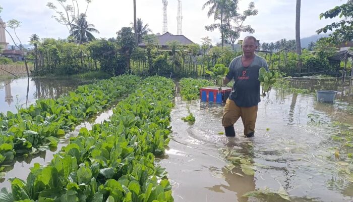Banjir Terjang Kebun Sayur di Tilote, Petani Rugi Besar