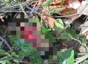 6 Tukang Sensor Tewas Tertimpa Pohon Tumbang di Hutan Pohuwato