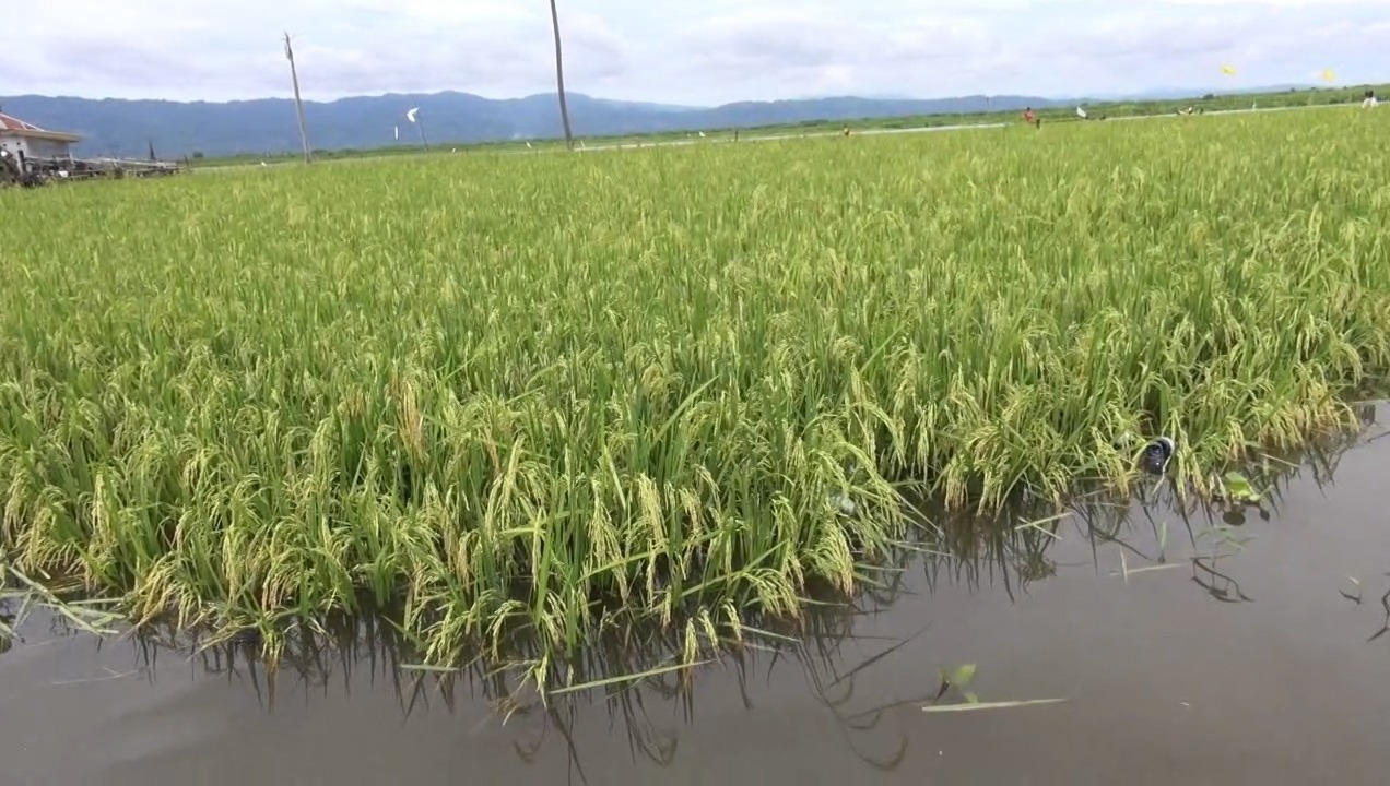 Sawah Terendam Banjir