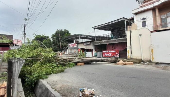 Pohon Tumbang Membentang di Ruas Jalan Tribrata Kota Gorontalo