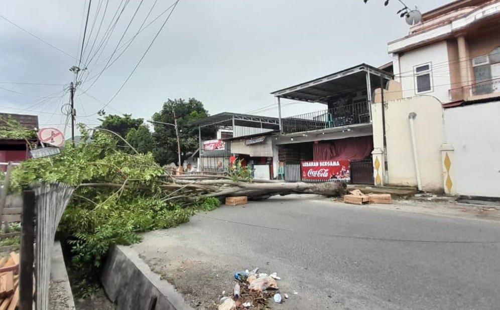 Pohon Tumbang Gorontalo