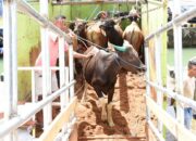 301 Ekor Sapi Gorontalo Dikirim ke Kalimantan