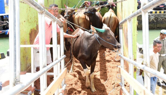301 Ekor Sapi Gorontalo Dikirim ke Kalimantan