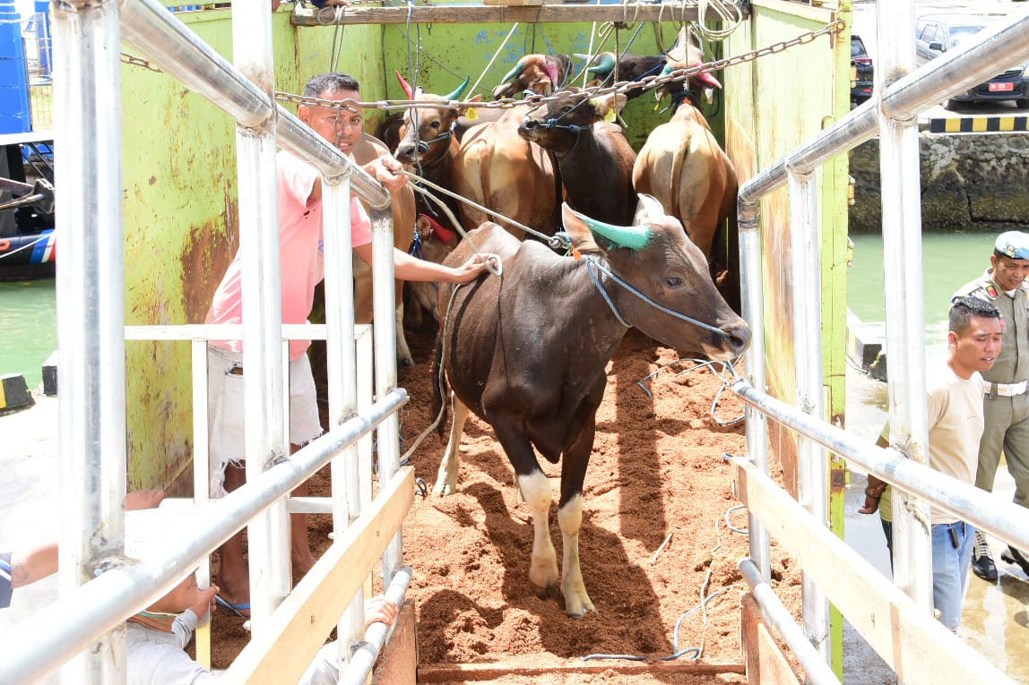 Sapi Gorontalo