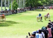 Seruhnya Karapan Sapi dan Kuda Gerobak Meriahkan Festival Ketupat di Gorontalo