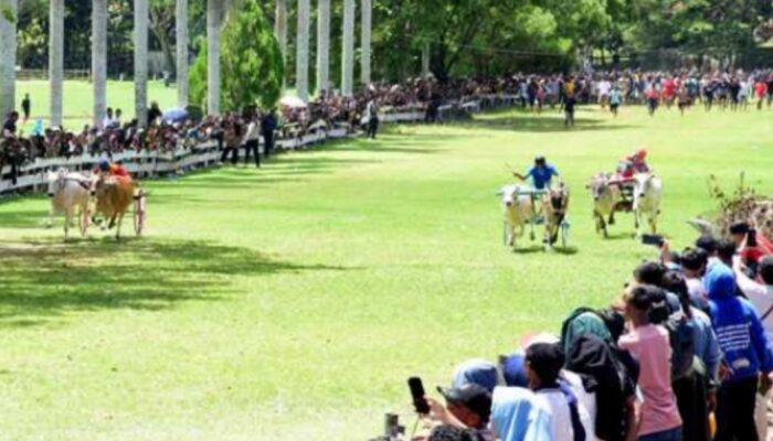 Seruhnya Karapan Sapi dan Kuda Gerobak Meriahkan Festival Ketupat di Gorontalo