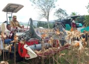 Panen Raya Jagung, Forkopimda Gorontalo Pakai Mesin Combine Harvester