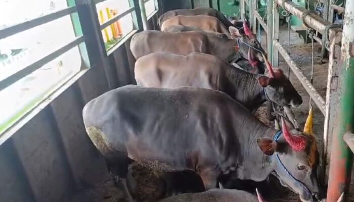 Gorontalo Kirim 1.500 Ekor Sapi Kurban ke Kalimantan