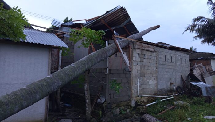 Disapu Puting Beliung, Pohon Kelapa Timpa Rumah, Nenek Nyaris jadi Korban 