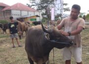 Penjualan Sapi Kurban di Bone Bolango Meningkat, Harga Tertinggi Capai Rp25 Juta
