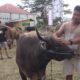 Sapi Kurban