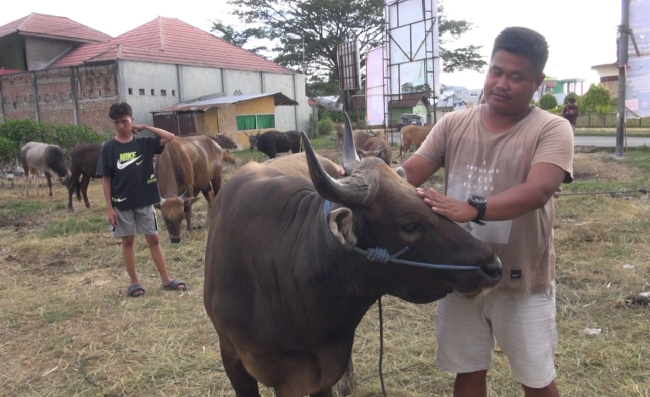 Sapi Kurban