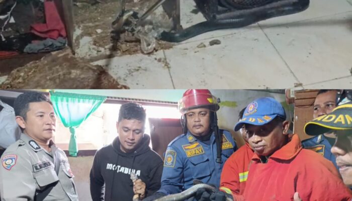 Bikin Kaget! Ular Kobra Ngumpet di Lemari Warga Gorontalo