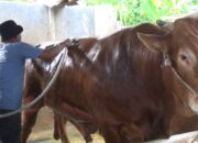 Sapi Kurban Bantuan Presiden untuk Gorontalo Bobotnya Lebih dari 1 Ton