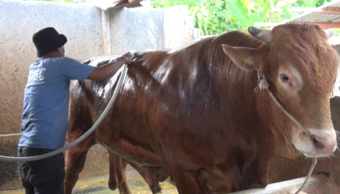 Sapi Kurban Bantuan Presiden untuk Gorontalo Bobotnya Lebih dari 1 Ton