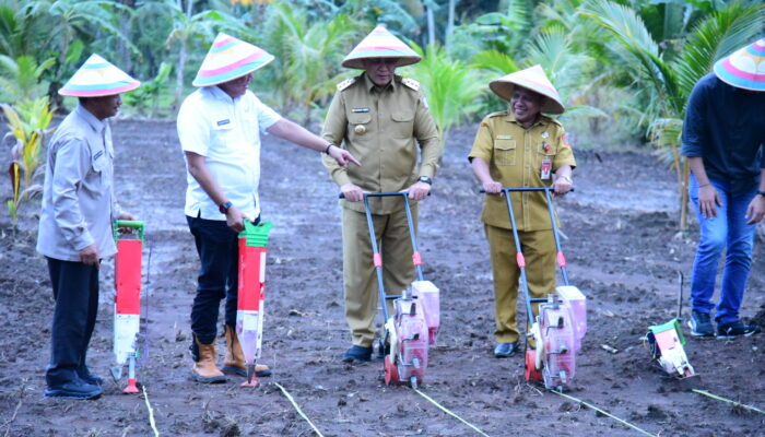 Gubernur Gorontalo Tanam Jagung di Lahan Pertanian Tolinggula
