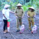 Tanam Jagung