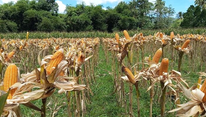 Harga Beli Jagung Rendah Dikeluhkan Petani di Bone Bolango