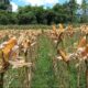 Harga Jagung