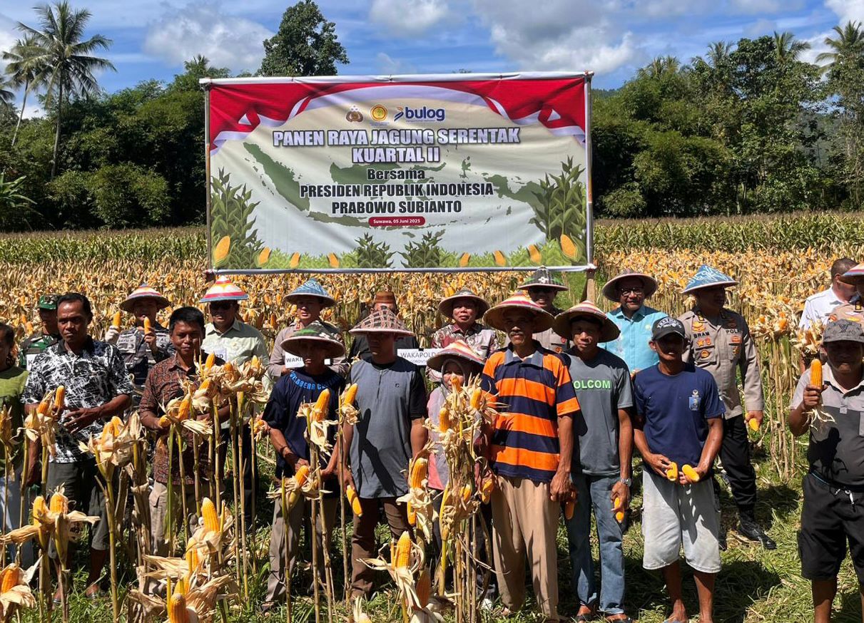 Panen Jagung Gorontalo