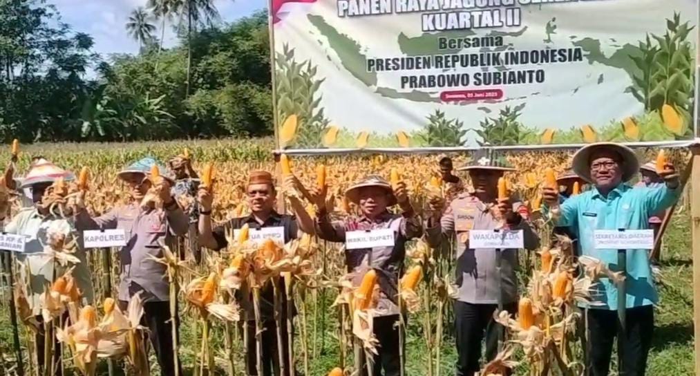 Panen Raya Jagung