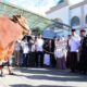 Sapi Kurban Gorontalo
