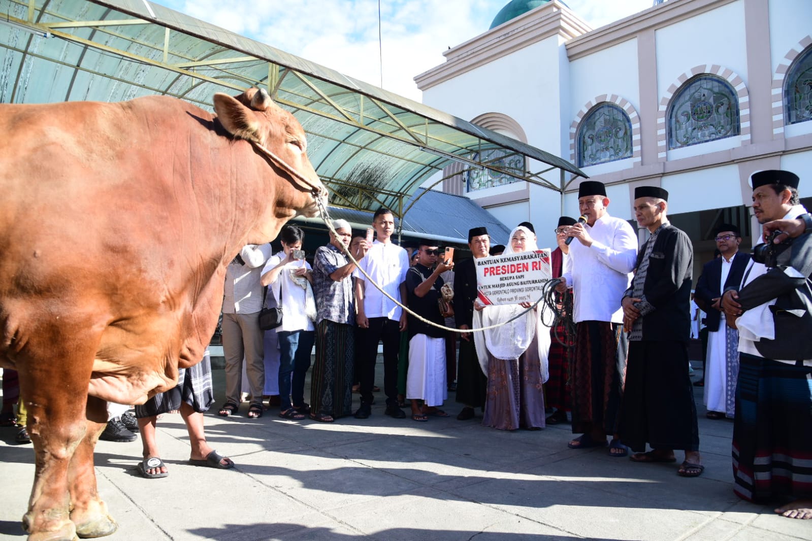 Sapi Kurban Gorontalo
