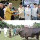 Sapi Kurban Kotamobagu