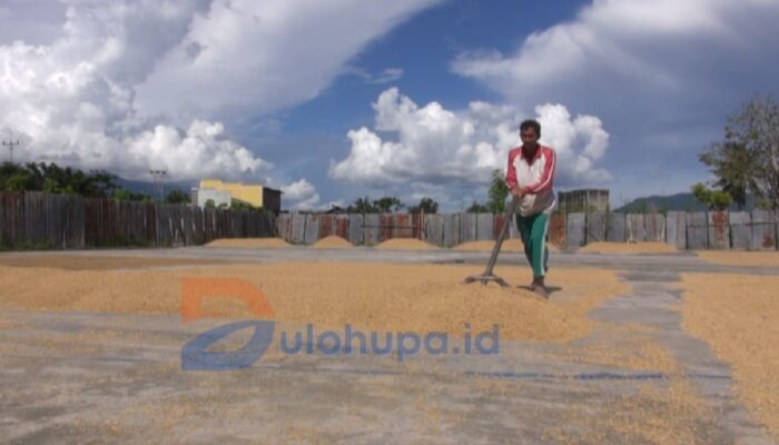 Kualitas dan Hasil Panen Padi di Gorontalo Menurun