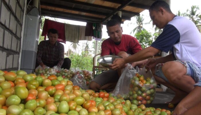 Harga Terjangkau, Warga Pilih Beli Tomat Langsung ke Petani