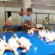 Harga Daging Ayam