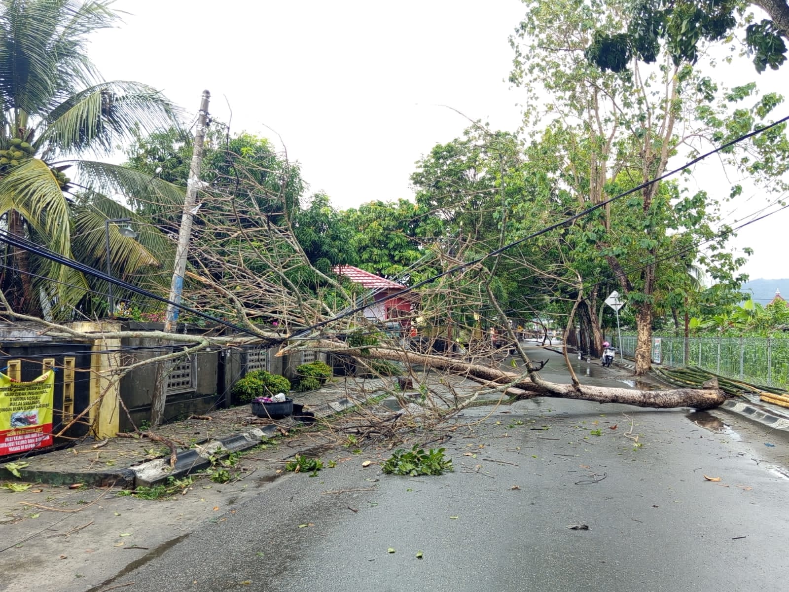 Pohon Tumbang Gorontalo