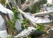 Pohon Tumbang Timpa SMPN 1 Tilango, Siswa dan Guru Luka-luka