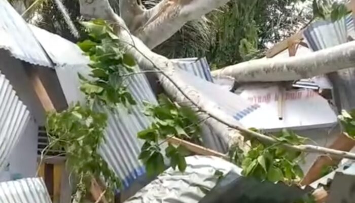 Pohon Tumbang Timpa SMPN 1 Tilango, Siswa dan Guru Luka-luka
