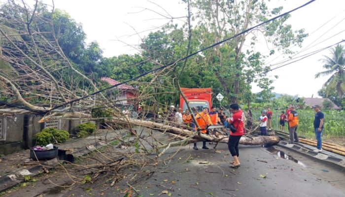 Warga Diminta Segera Lapor jika Temukan Pohon Berisiko Tumbang