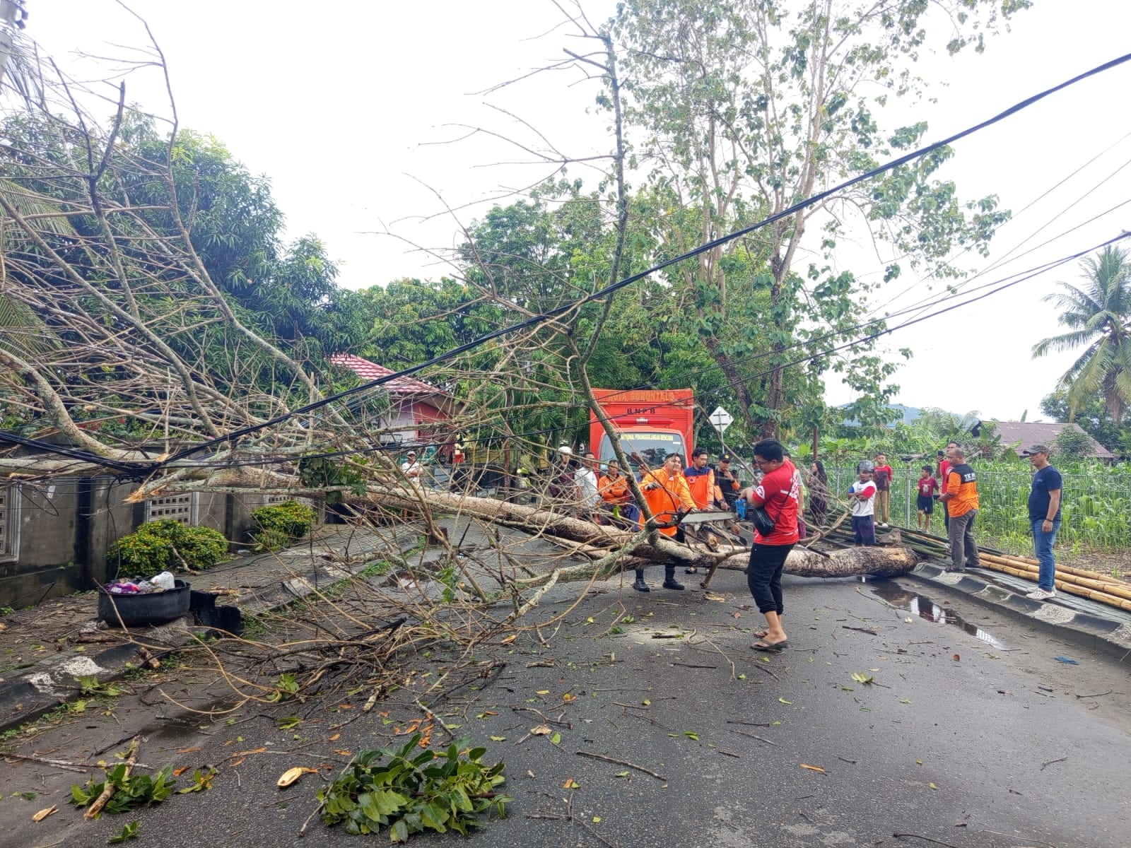 Pohon Tumbang Gorontalo