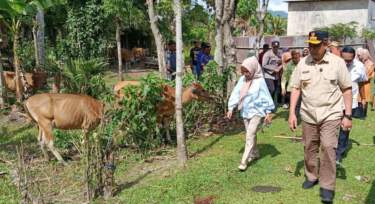 Bantuan Sapi