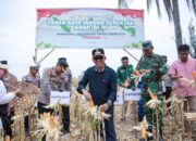 Dukung Swasembada Pangan, Wabup Iwan dan Unsur Forkopimda Panen Raya Jagung