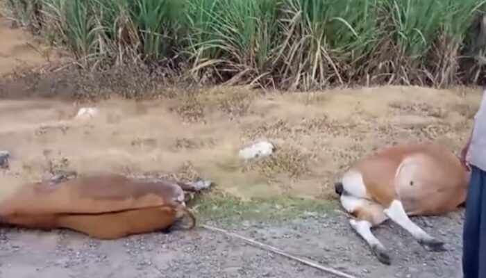 Pengakuan Terduga Pelaku Meracuni Sapi di Boalemo