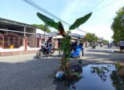 Warga Tanam Pohon Pisang di Jalan Madura Kota Gorontalo
