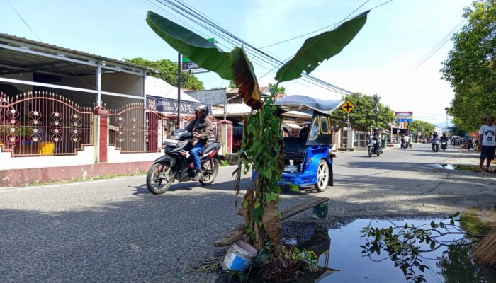 Warga Tanam Pohon Pisang di Jalan Madura Kota Gorontalo