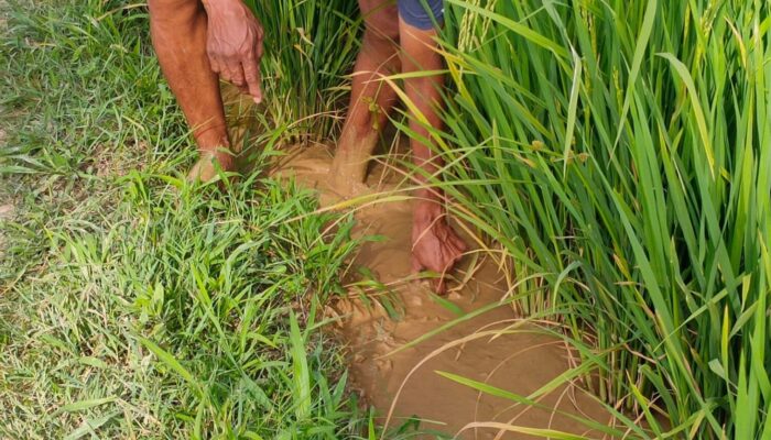PAD Dinas Pertanian Pohuwato Turun Drastis, Lahan Mati akibat PETI jadi Pemicu?