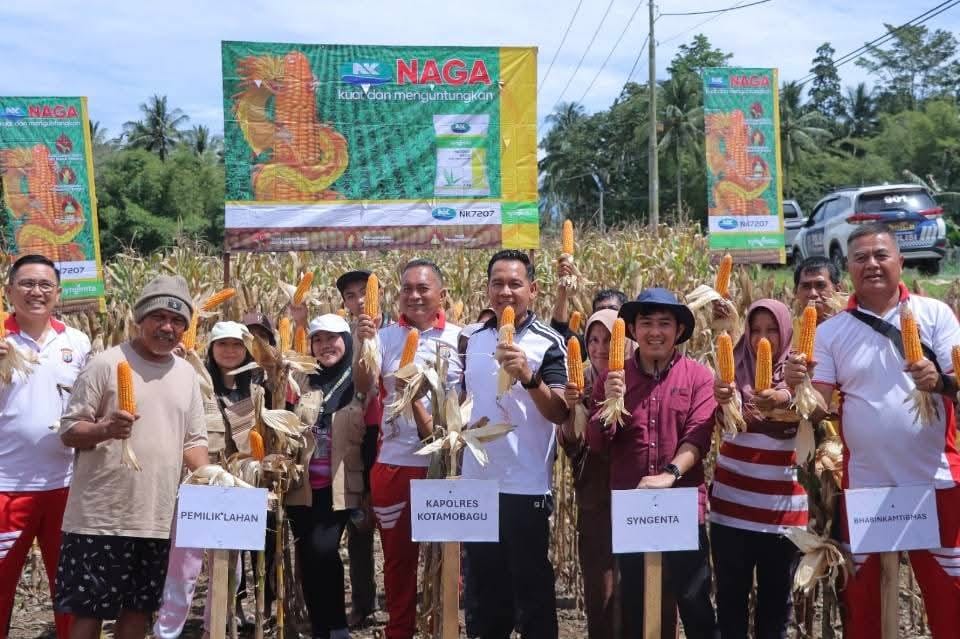 Panen Jagung